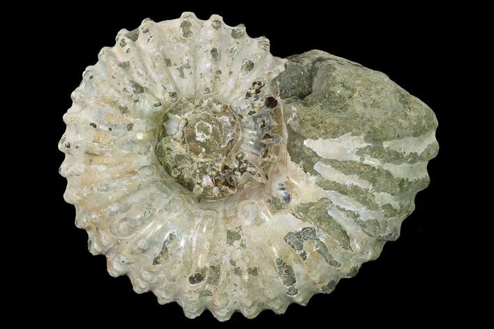 Bumpy Ammonite (Douvilleiceras) Fossil - Madagascar #160384